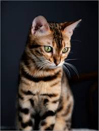 Our bengal kittens trained to obey many commands. Bengal Cat I Posters And Prints Posterlounge Co Uk