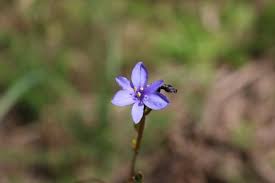 Image result for Aristea