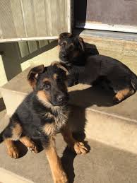All summerview german shepherd puppies are c.k.c. German Shepherd Puppies For Sale Ontario Ca 286797