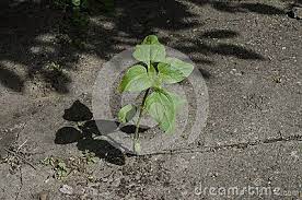 Young Plant Sunflower Growing Out Of Cracks In Concrete Plants Sunflower Nature