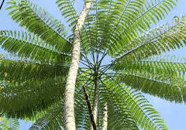 Image result for Schizolobium parahyba