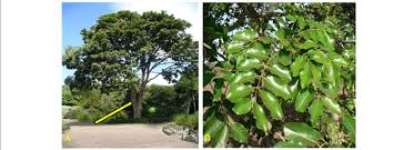 Image result for Khaya anthotheca