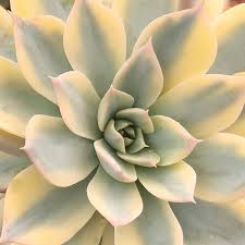 Image result for Senecio subsessilis