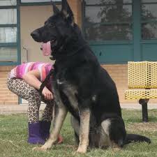 Our standards for german shepherd breeders in wisconsin were developed with leading veterinarians and animal welfare experts. Ayers Legends German Shepherds