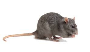 Pest control can take many forms, and for us, it's always about helping to protect your home and business. Rocky S Termite Pest Control Home
