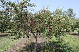The secret to the success of door county's cherry trees. Balaton Cherry Wikipedia