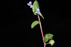 Image result for Commelina diffusa