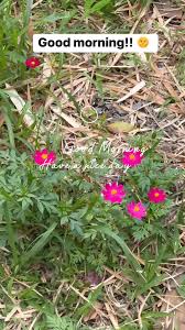 Good morning guys, have a nice day ☺️🫶🏻