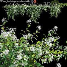 Home > decoration > plant > trachelospermum jasminoides star jasmine creeper 6 module lt. Trachelospermum Jasminoides Star Jasmine Creeper 3d