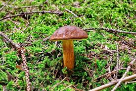 Image result for Boletus badius