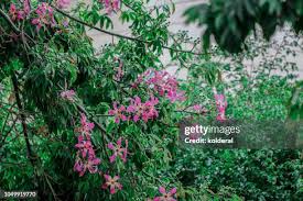 Image result for Virgilia oroboides