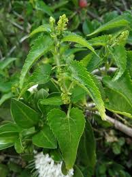 Image result for Tragia rupestris