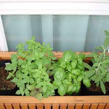 Sage is a hardy perennial with pretty, grayish green leaves that like as good in a perennial border as they do in a vegetable garden. Growing Western Herbs In The Tropics Malaysia And Asia My Experiment Hubpages