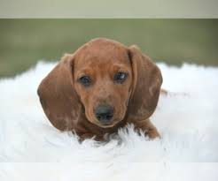 Max just turned 13 years old! Dachshund Puppies For Sale In Utah Usa Page 1 10 Per Page Puppyfinder Com