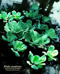 Image result for Pistia