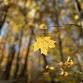 Easygoing Hike at Fremont Field event image