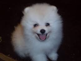 Merle pomeranian puppies for sale near me. Merle Pomeranian Puppies For Sale Near Me Bmo Show