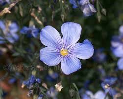 Image result for Linum