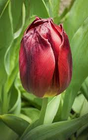 Tulip Cv Singapore Tulips Garden Beautiful Flowers Tulips