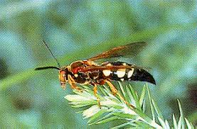 Find wasp infestation on theanswerhub.com. Yard Wasps Entomology