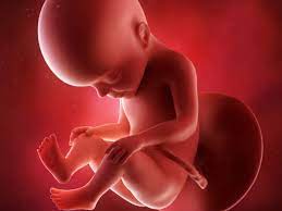 Your baby is about the size of a head of cauliflower your baby is now as hefty as a head of cauliflower, weighing in at almost 2 pounds and measuring roughly 14 1/2 inches. 27 Weeks Pregnant Your Baby Can Open Its Eyes Now Times Of India