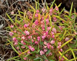 Image result for Cuscuta planiflora