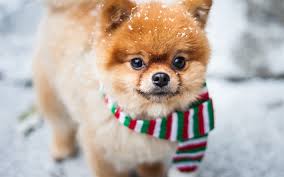 download wallpapers pomeranian spitz little cute dog winter snow pets besthqwallpapers com top 10 dog breeds most popular dog breeds dog breeds