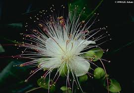 Image result for Lecythidaceae