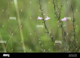 Image result for Micrargeria