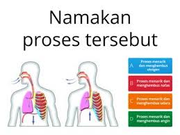 Apa saja jenis pola nafas & bagaimana sistem kerja pernafasan manusia ? Sains Tahun 4 Proses Hidup Manusia Sumber Pengajaran