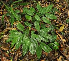 Image result for Marantochloa