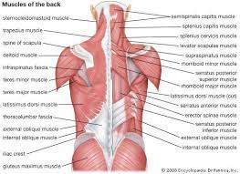 Muscles diagram front and back below you'll find several different muscles diagrams. Lumo Lift Is A Small Lightweight Wearable That Helps You Train And Maintain Great Posture While Also Being An Activ Muscle System Muscle Diagram Back Muscles