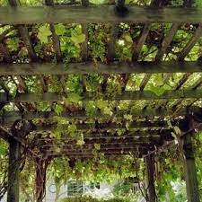 See more ideas about grape arbor, arbor, garden structures. Grape Pergola Houzz