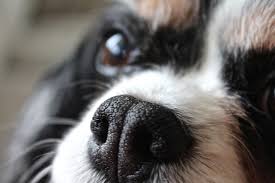 Here's our picks for your dog. Making The Medicine Go Down Giving A Dog A Pill The Other End Of The Leash