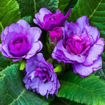 Primrose, English - Barnhaven Double Purple Storm
