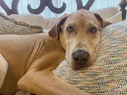 Colours Of Great Danes Brindle Great Dane Standard Colors The Great Dane  Breed Standard