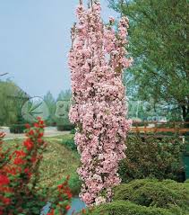 Wanted Prunus Serrulata Amanogawa Aka Flagpole Cherry Tree