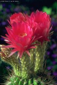 The cactus flowers are a real wonder. Good Info On Plants I Haven T Managed To Kill Yet I Can Do This Green Thumb Thing Cactus Flower Cactus Cacti And Succulents