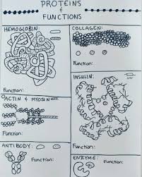 • what is the job of mrna? Protein Structure Coloring Worksheets Teaching Resources Tpt