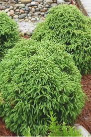 Cryptomeria globosa nana turning brown. Buy Cryptomeria Japonica Globosa Nana Free Shipping 3 Gallon Dwarf Global Japanese Cedar For Sale Online From Wilson Bros Gardens