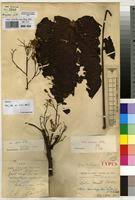 Image result for Cola lateritia