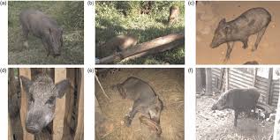Pigs are in the suidae family, which includes eight genera and 16 species. Indigenous Pigs Of Papua New Guinea A B Typical Indigenous Pigs Download Scientific Diagram