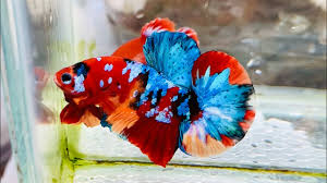 đợt Ca Betta đầu Năm 2020 Ca Betta đẹp Gia Hợp Ly Koi Nemo Galaxy Vs Red Galaxy Youtube