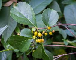 Image result for Celastraceae