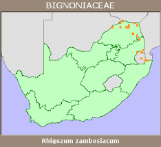 Image result for Rhigozum zambesiacum