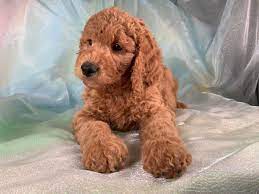 Find all breeds of puppies for sale and dogs for adoption near you in norman oklahoma city, tulsa or oklahoma. Miniature Goldendoodle Puppies For Sale Breeder In Iowa Goldendoodle Puppy For Sale Goldendoodle Puppy Miniature Goldendoodle Puppies