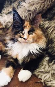 When i receive your deposit, i will place you on my waiting list for a kitten. Pin On Maine Coon