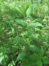 Image result for Chlorophytum perfoliatum