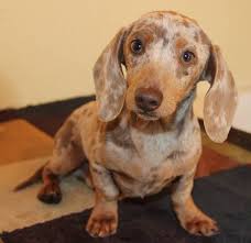 Black And Tan Long Haired Dachshund For Sale Miniature Dachshund Puppies For Sale In Colo Tug Yurhart Dachshund Puppy Miniature Dapple Dachshund Dachshund Puppies