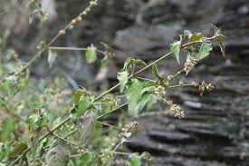 Image result for Pupalia micrantha